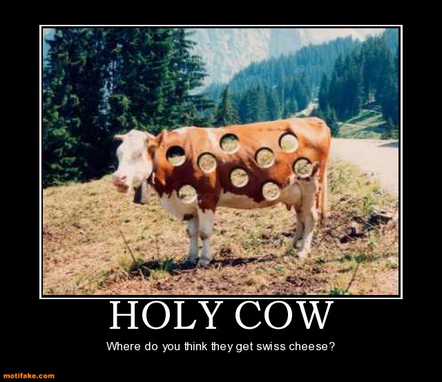 holy-cow.jpg