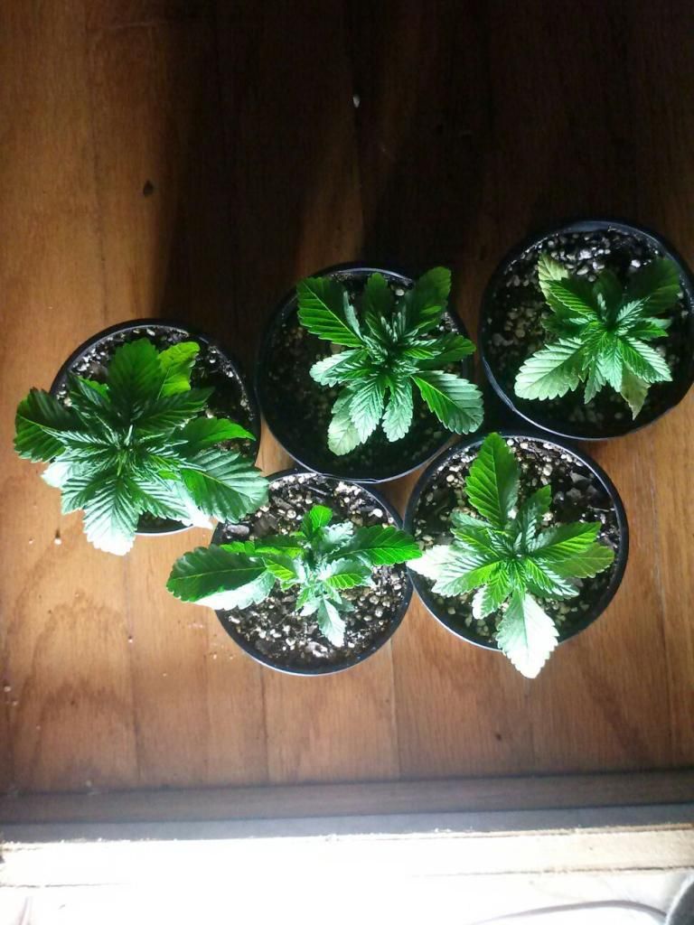 0105130932_zpsbfa2e020.jpeg