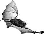bat-depiction.jpg