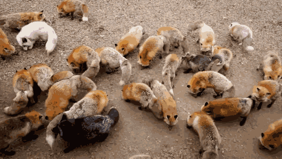 tumblr_nohr4qCt9W1unedsko1_1280.gif