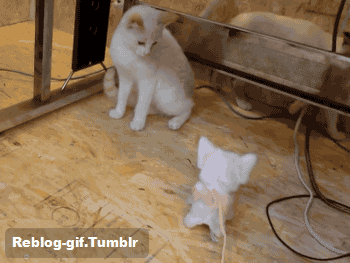 When-you-have-to-kill-a-bug.gif