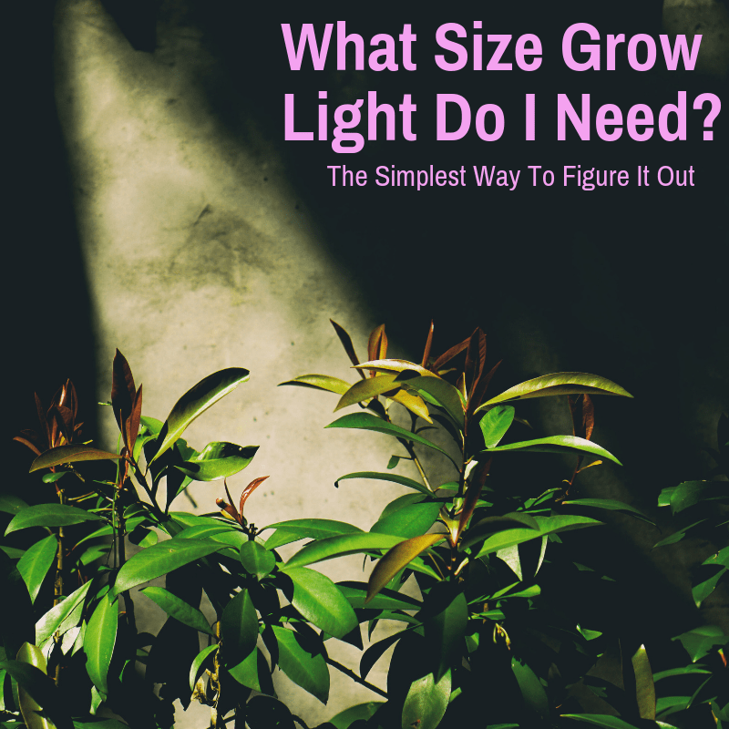 growlightinfo.com