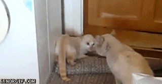 media_httpchzgifsfile_jDpCG.gif