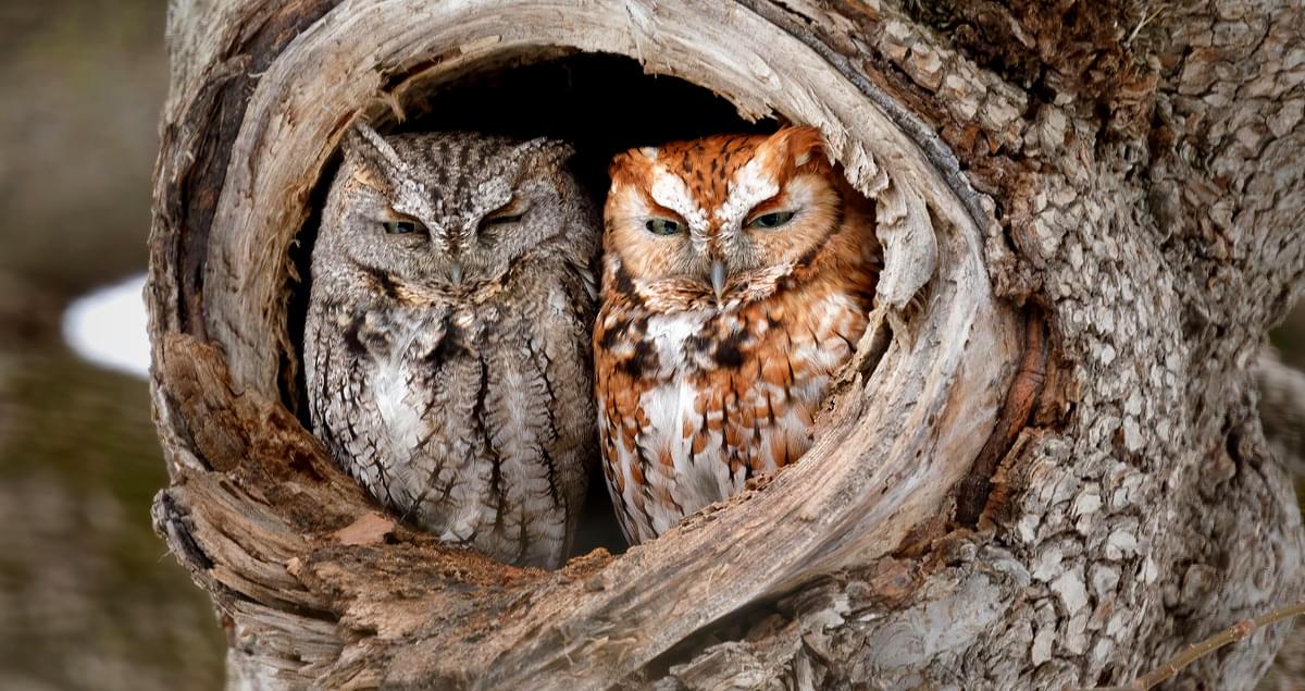www.allaboutbirds.org