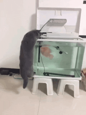 gifs_10.gif