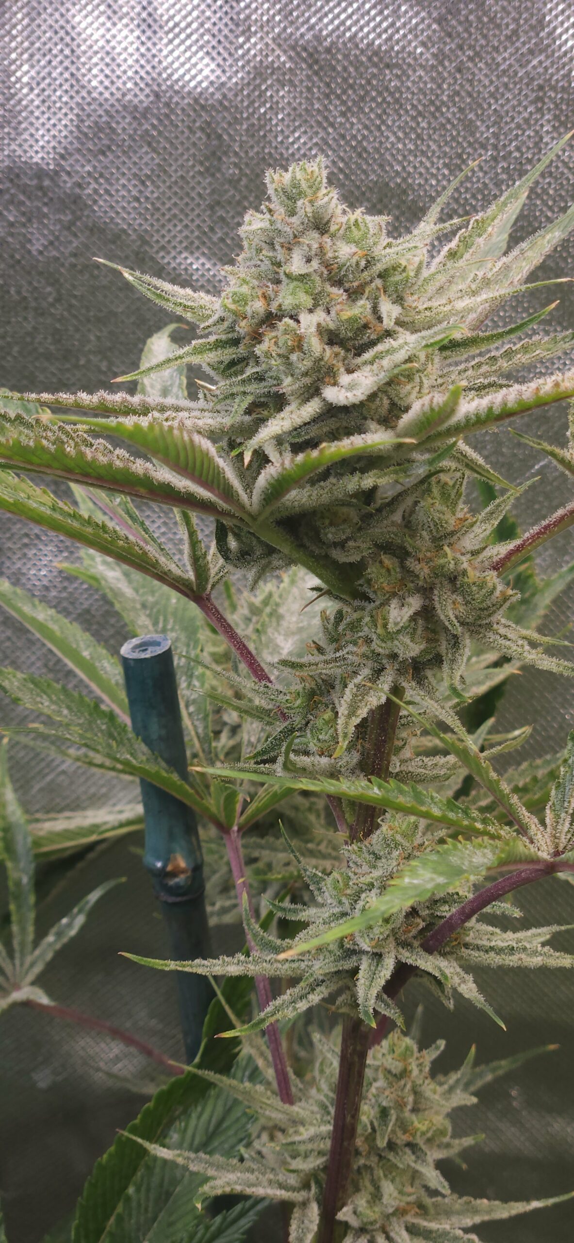 www.seedcanary.com