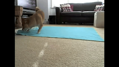 tumblr_mzi6j7xEc61t95h1uo1_500.gif