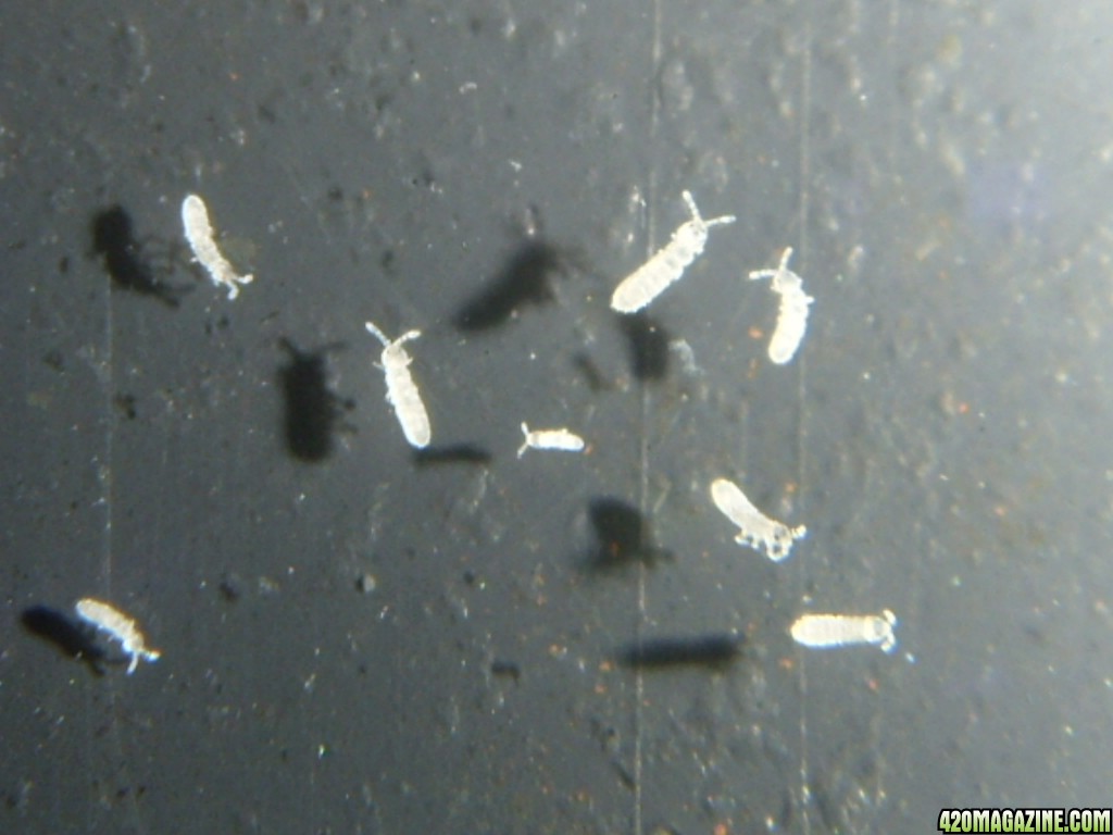 ST833847.JPG