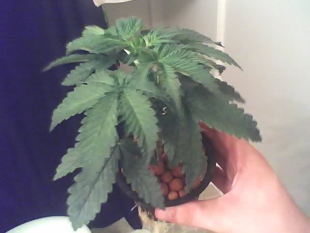 Plant2.jpg