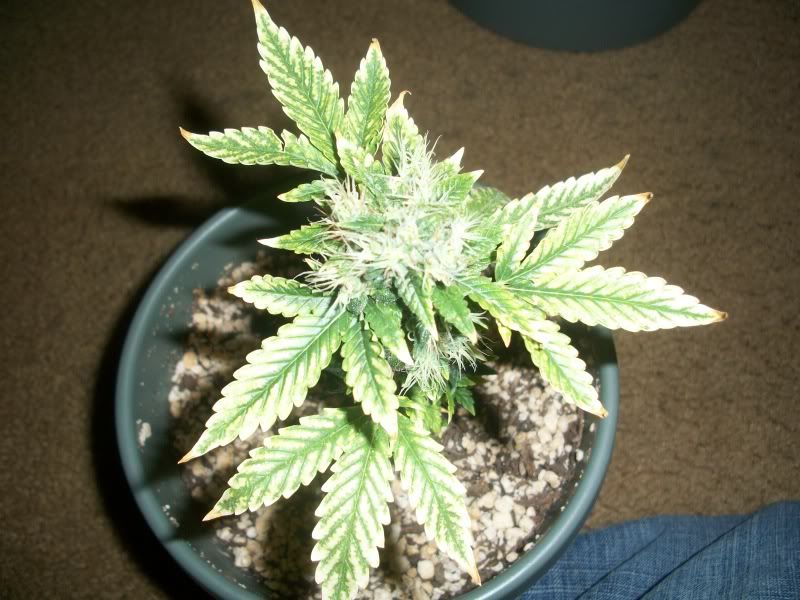 100_1230.jpg