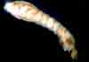 pests_blackflyLarvae.jpg