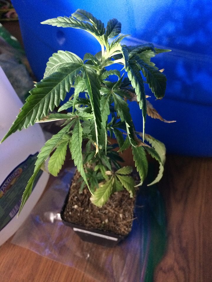 Clones2_Danky_Kong.jpg