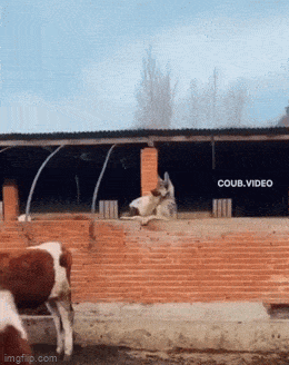 1682317271_16.gif