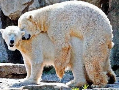 berlinzoobears.jpg