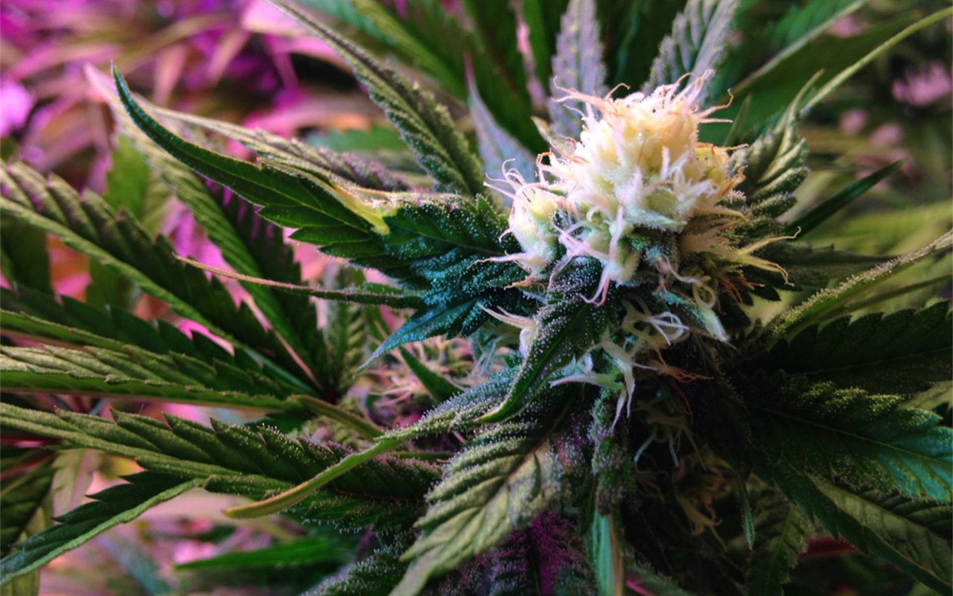 www.leafly.com
