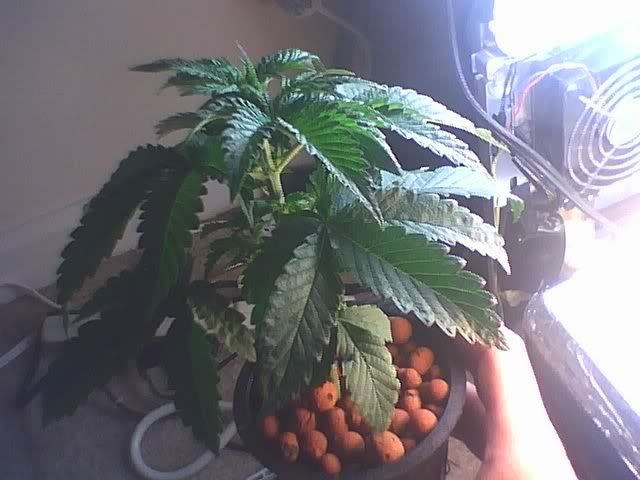 Plant1.jpg