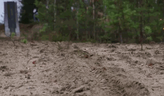 265.gif