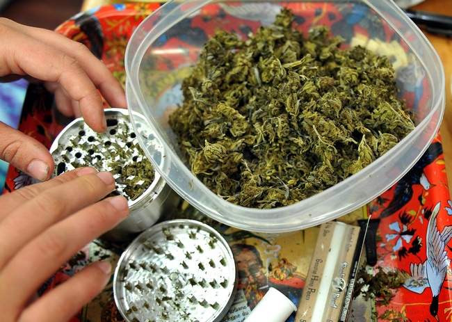 Grinding_Cannabis_Buds.jpg