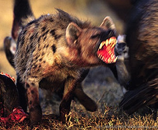 hyenas.jpg
