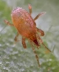 hypoaspis_zps243f1d87.jpg