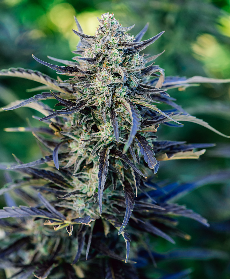 atlasseed.com