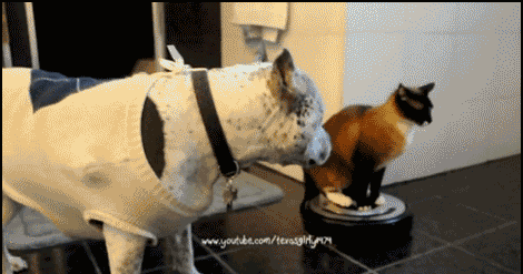 ezgif.com-crop.gif