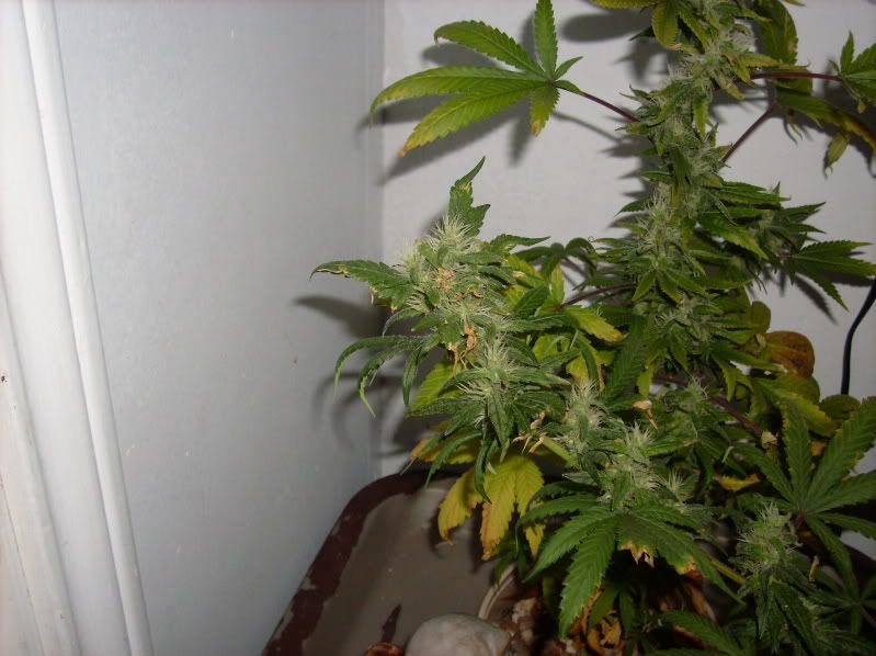 20090410_25.jpg