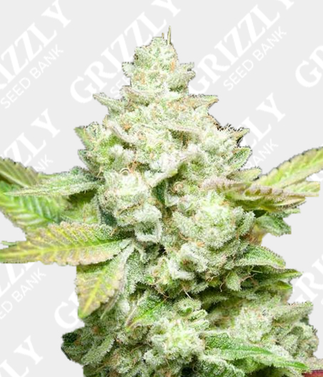 grizzly-cannabis-seeds.co.uk
