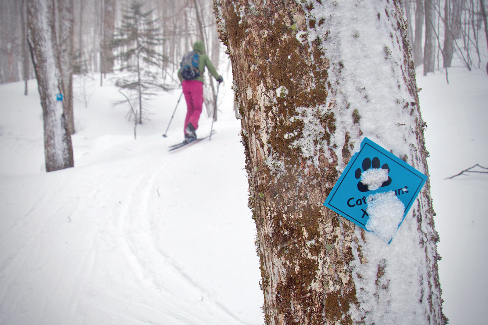 catamounttrail.org