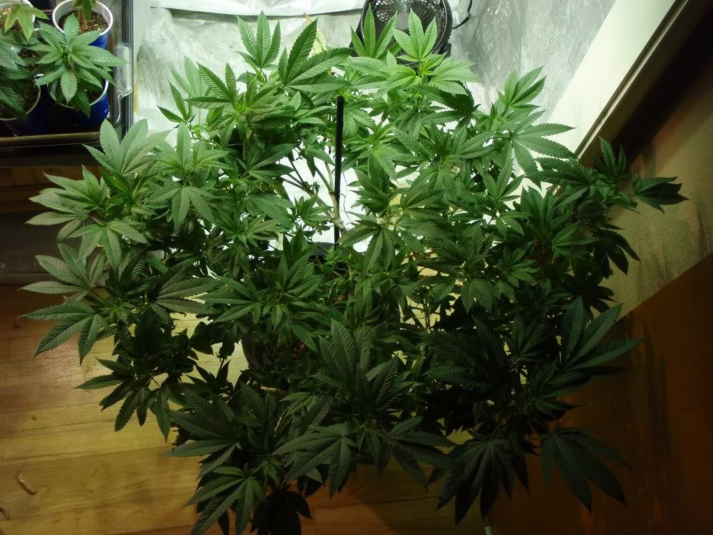 DPhyd_1024x7685.jpg