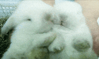200w.gif