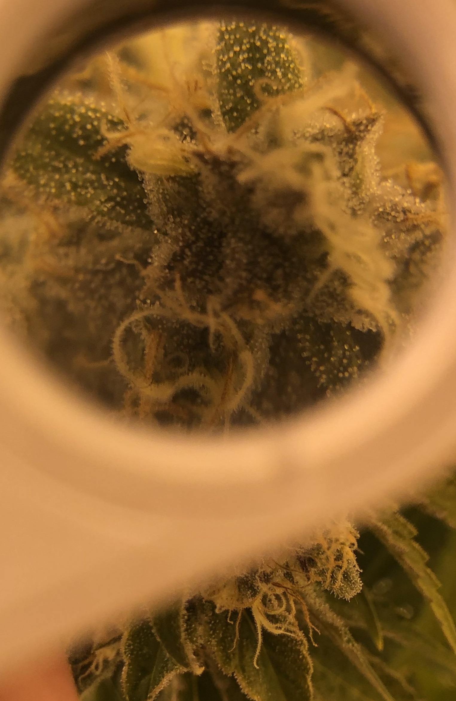 zoom316.jpg
