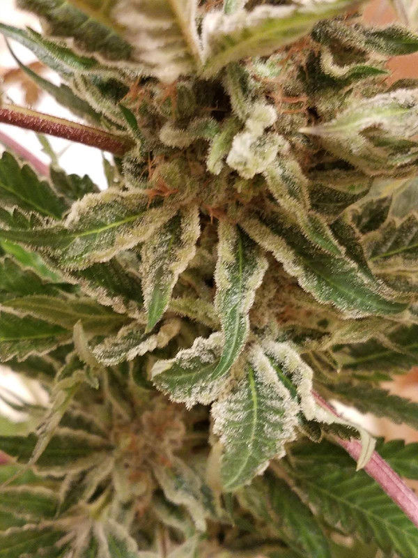 frosty1.jpg