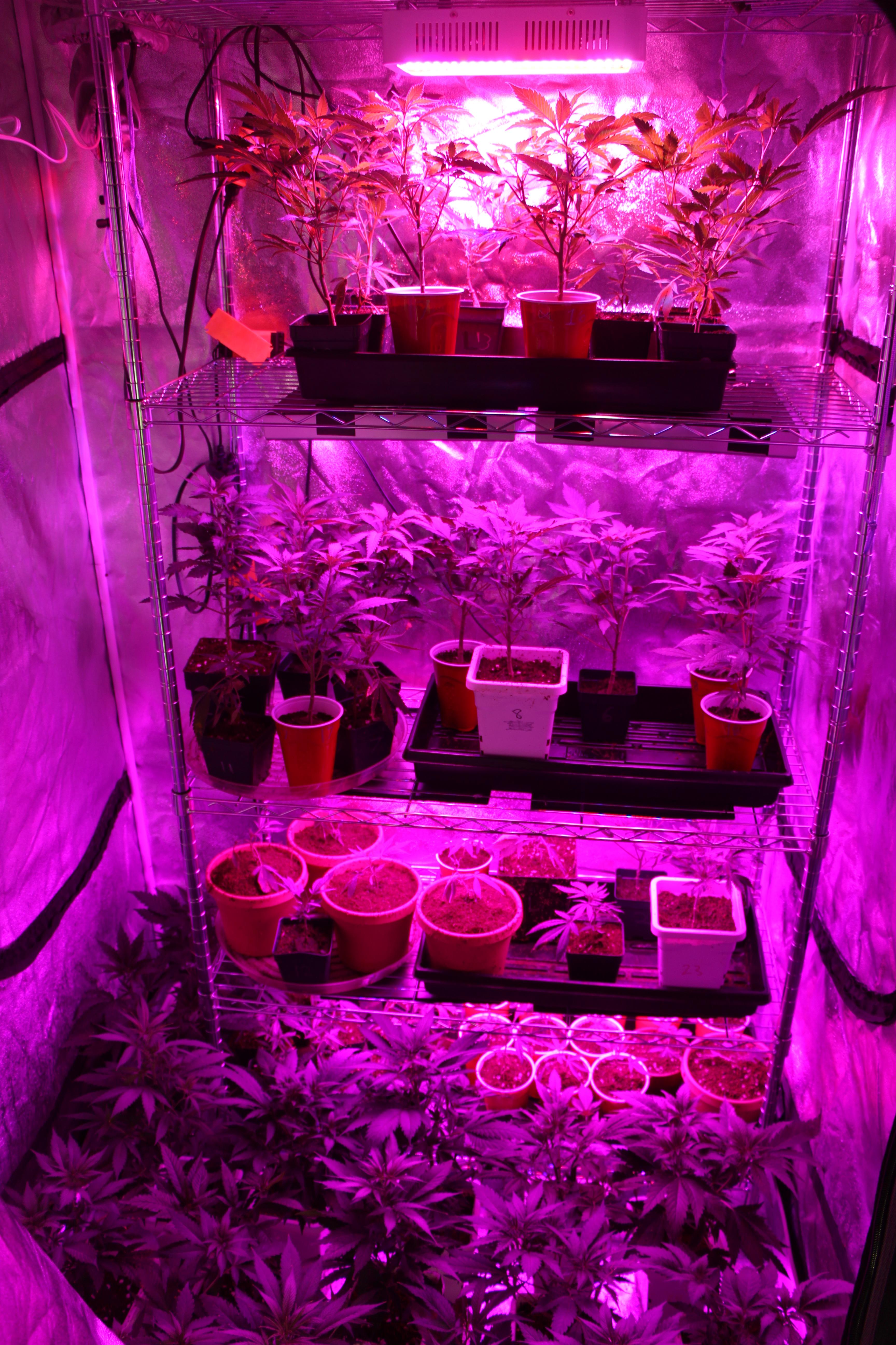 Pics of my 4x4 tent with adjustable shelves and thin LED panels | Rollitup