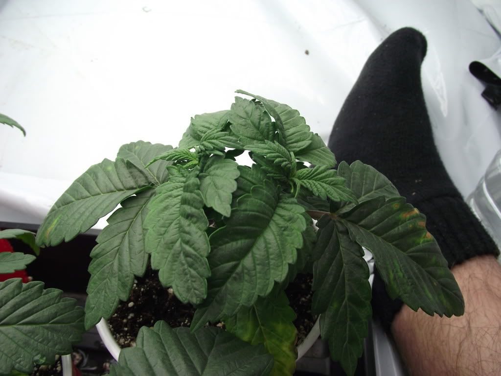 DSCF2279.jpg