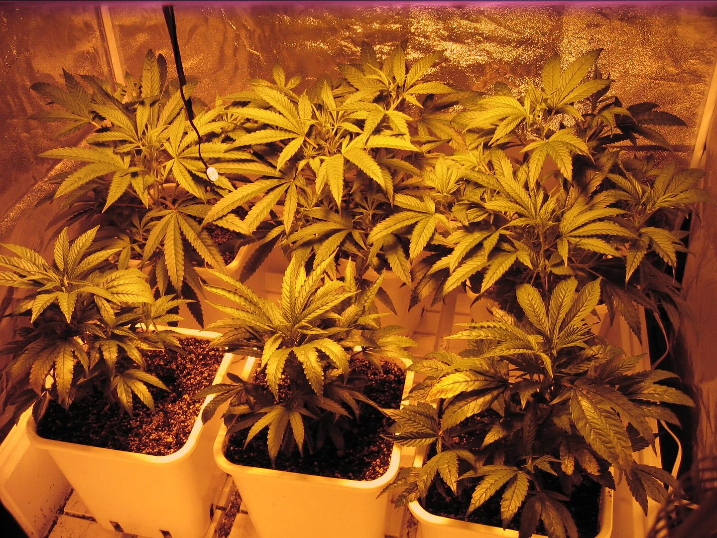 Day24veg.jpg