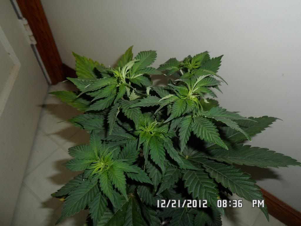 SAM_0468_zps8ab74fa7.jpg