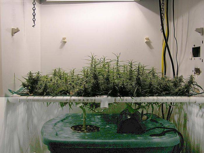 35769IC_6-28-8-Wilma3ScROG.jpg
