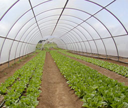 coldframe1000_3.jpg