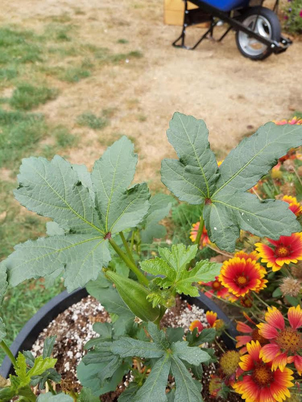 okra1a.jpg
