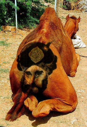 camelass.jpg