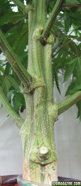 banana_stem_2.jpg
