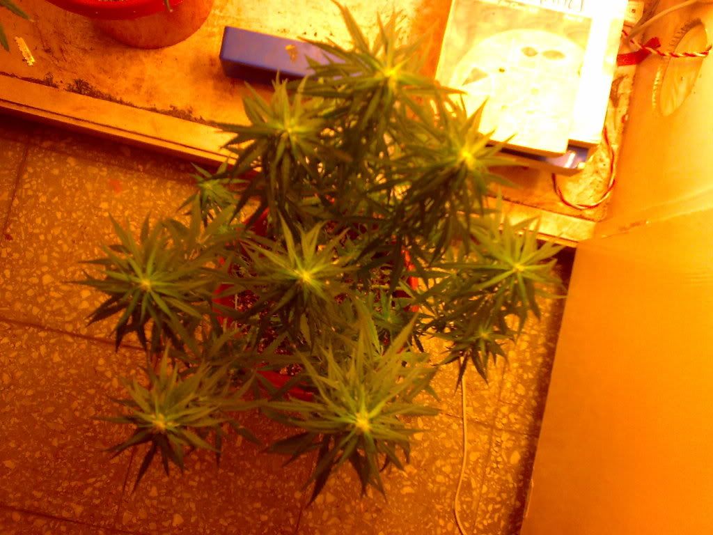 22032009701.jpg
