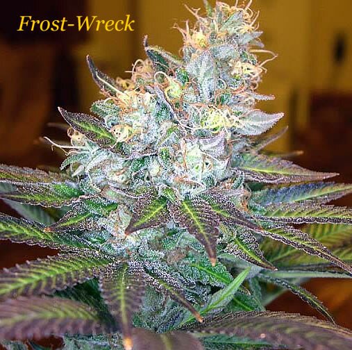 frost_wreck_cannabis.jpg