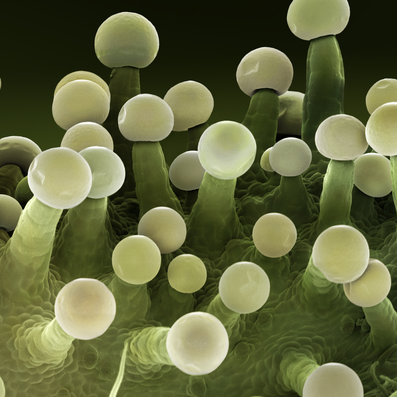 CannabisRGB1_1280.jpg