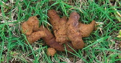poop.jpg