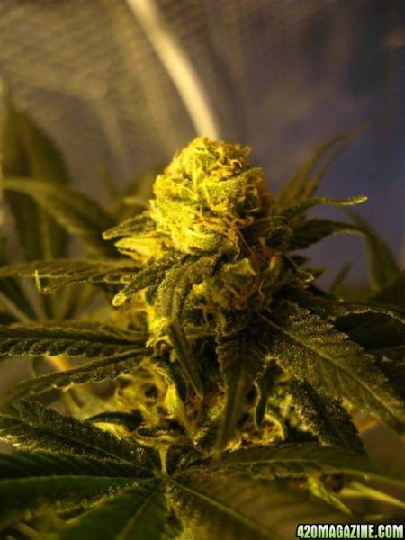 plants_060_Custom_.jpg