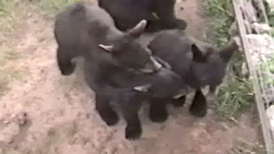 gifs_09.gif
