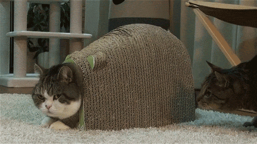 tumblr_o6iydqFQJm1sy3b1jo1_500.gif
