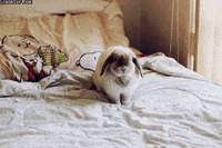 200w.gif